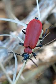 Attēlu rezultāti vaicājumam “Pyrochroidae”