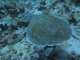 Image result for Lepidochelys kempii