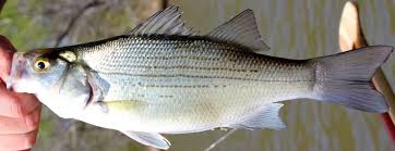 Image result for Morone chrysops