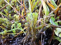 Attēlu rezultāti vaicājumam “Platydictya jungermannioides macro”