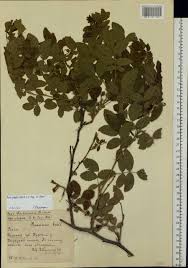 Attēlu rezultāti vaicājumam “Rosa glabrifolia”