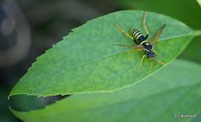 Attēlu rezultāti vaicājumam “Tenthredo scrophulariae larva”