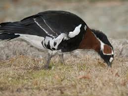 Attēlu rezultāti vaicājumam “Branta ruficollis adult”