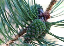 Attēlu rezultāti vaicājumam “Pinus sylvestris fruit”