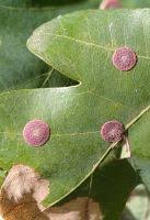 Attēlu rezultāti vaicājumam “Neuroterus albipes”