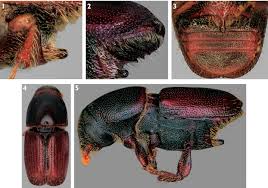 Attēlu rezultāti vaicājumam “Scolytus scolytus, Scolytus multistriatus”