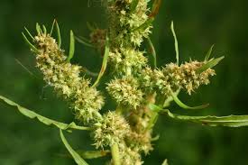 Attēlu rezultāti vaicājumam “Rumex maritimus fruit”