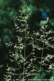 Attēlu rezultāti vaicājumam “Poa palustris”