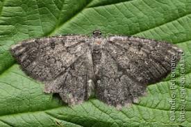 Attēlu rezultāti vaicājumam “Charissa ambiguata”