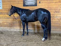 Image result for Carman Stables