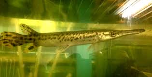 Image result for Garstang A S C