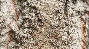 Attēlu rezultāti vaicājumam “Lecanora allophana”