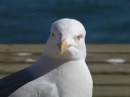 Attēlu rezultāti vaicājumam “Larus argentatus”