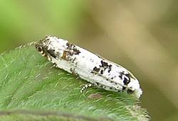 Attēlu rezultāti vaicājumam “Eucosma aspidiscana”