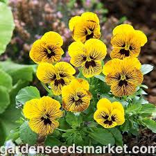 Attēlu rezultāti vaicājumam “Viola x williamsii flower”