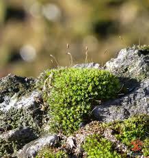 Attēlu rezultāti vaicājumam “Gymnostomum aeruginosum”