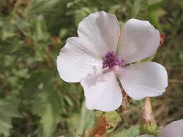 Image result for Althaea officinalis