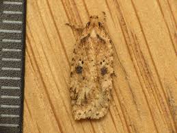 Attēlu rezultāti vaicājumam “Agonopterix aranella”