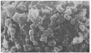 Image result for фотография вируса вич