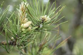 Attēlu rezultāti vaicājumam “Pinus sylvestris fruit”