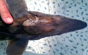 Image result for Acipenser oxyrinchus oxyrinchus