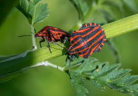 Attēlu rezultāti vaicājumam “Graphosoma lineatum imago”