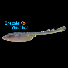 Image result for Raja clavata