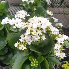 Image result for Kalanchoe blossfeldiana