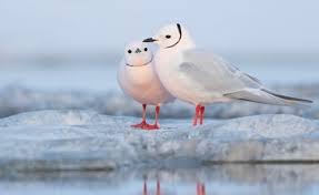 Image result for Rhodostethia rosea