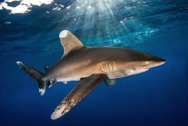 Image result for Carcharhinus longimanus