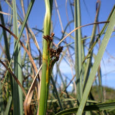Attēlu rezultāti vaicājumam “Cladium mariscus bud”