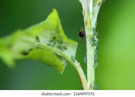 Attēlu rezultāti vaicājumam “Rhopalosiphum oxyacanthae”