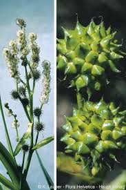 Attēlu rezultāti vaicājumam “Sparganium erectum aggr. flower”