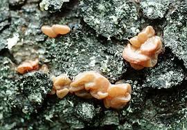 Attēlu rezultāti vaicājumam “Craterocolla cerasi”