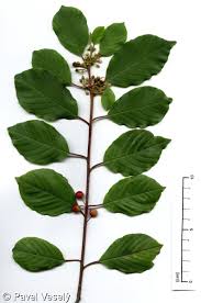 Attēlu rezultāti vaicājumam “Frangula alnus leaf”