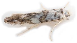 Attēlu rezultāti vaicājumam “Phyllonorycter platanoidella”
