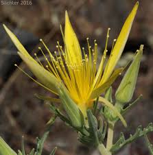 Image result for blazing vantoms