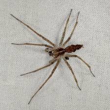 Attēlu rezultāti vaicājumam “Pisaura mirabilis”