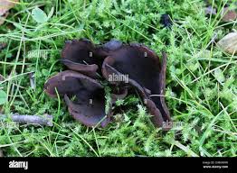 Attēlu rezultāti vaicājumam “Otidea bufonia”