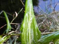 Attēlu rezultāti vaicājumam “Potamogeton trichoides”