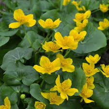 Attēlu rezultāti vaicājumam “Caltha palustris”