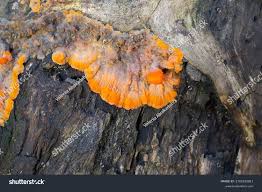 Attēlu rezultāti vaicājumam “Phlebia radiata”