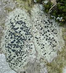 Attēlu rezultāti vaicājumam “Lecidella elaeochroma”