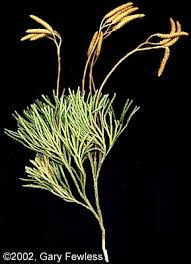 Attēlu rezultāti vaicājumam “Diphasiastrum tristachyum”