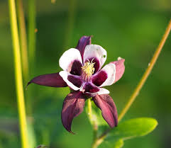 Image result for Aquilegia vulgaris