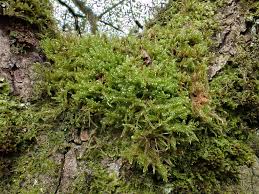 Attēlu rezultāti vaicājumam “Sanionia uncinata  sporophyte”