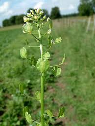 Attēlu rezultāti vaicājumam “Thlaspi arvense”