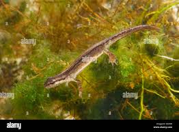 Attēlu rezultāti vaicājumam “Triturus vulgaris female”