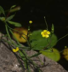 Attēlu rezultāti vaicājumam “Ranunculus flammula flower”