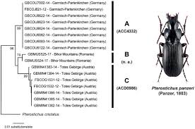 Attēlu rezultāti vaicājumam “Pterostichus quadrifoveolatus”